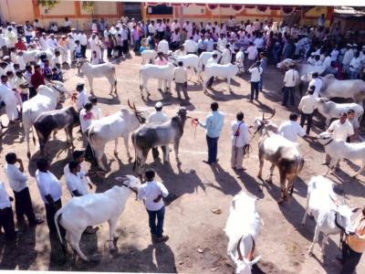 खिलार जनावरे बाजार